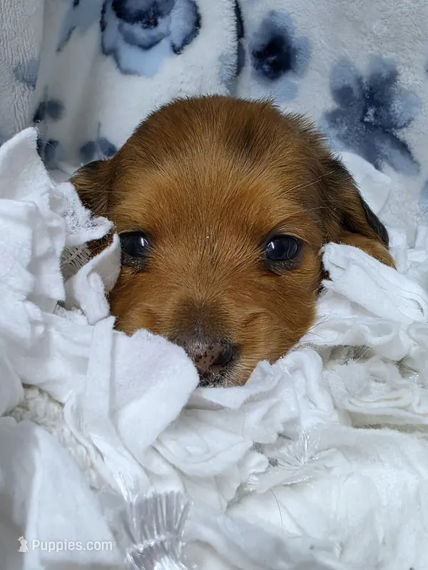 Poppy AKC LH New pics 10-11