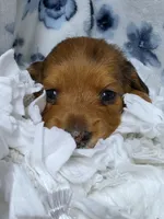 Poppy AKC LH New pics 10-11, a female Miniature Dachshund for sale in Alma, MI – Photo 1 of 8