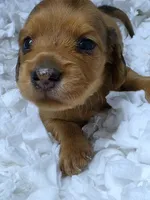 Poppy AKC LH New pics 10-11, a female Miniature Dachshund for sale in Alma, MI – Photo 6 of 8