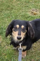 Poppy AKC LH New pics 10-11, a female Miniature Dachshund for sale in Alma, MI – Photo 2 of 8