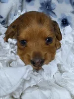 Poppy AKC LH New pics 10-11, a female Miniature Dachshund for sale in Alma, MI – Photo 5 of 8