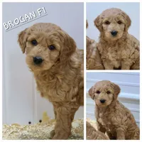 Brogan F1, a male Goldendoodle for sale in Alma, MI – Photo 3 of 3
