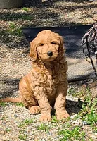 Brogan F1, a male Goldendoodle for sale in Alma, MI – Photo 2 of 3