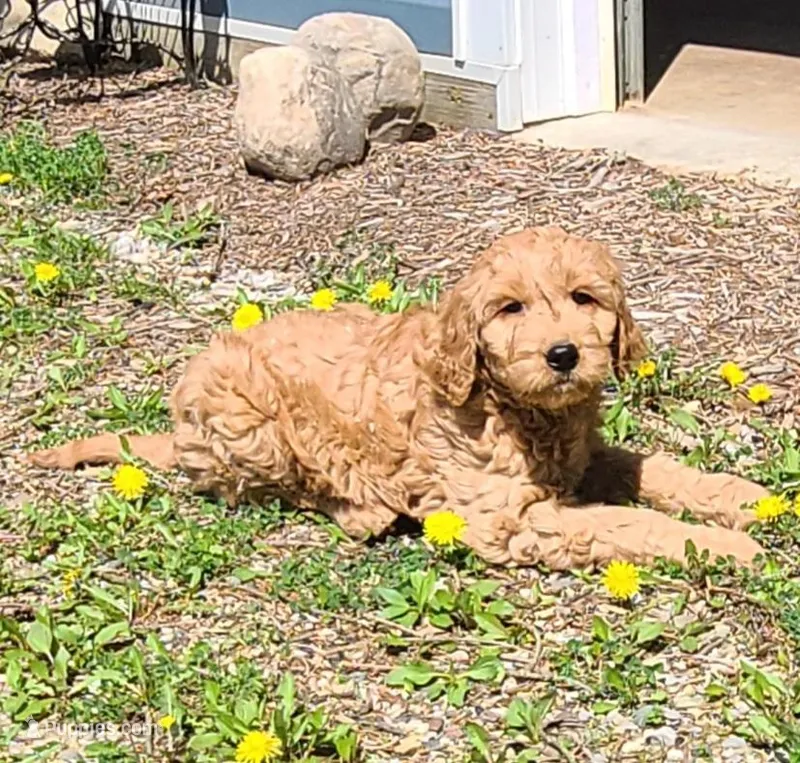 Brogan F1, a male Goldendoodle for sale in Alma, MI – Photo 1 of 3