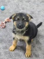 Fiona AKC, a female German Shepherd Dog for sale in Alma, MI – Photo 4 of 7
