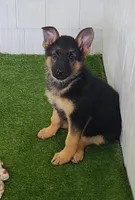 Fiona AKC, a female German Shepherd Dog for sale in Alma, MI – Photo 5 of 7