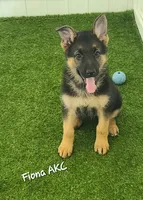 Fiona AKC, a female German Shepherd Dog for sale in Alma, MI – Photo 2 of 7