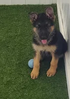 Fiona AKC, a female German Shepherd Dog for sale in Alma, MI – Photo 3 of 7