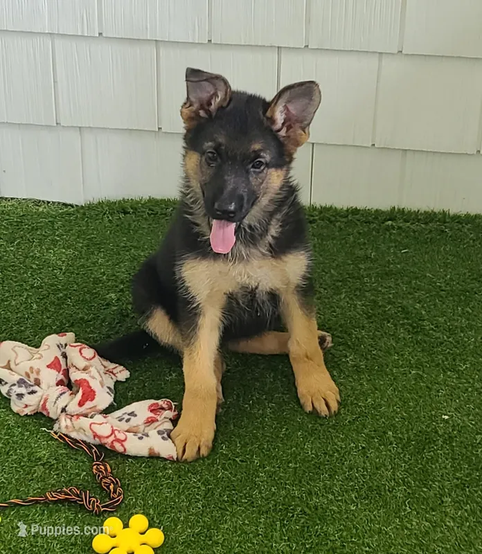 Fiona AKC, a female German Shepherd Dog for sale in Alma, MI – Photo 1 of 7