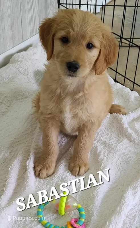 Sabastian F1, a male Goldendoodle for sale in Alma, MI – Photo 1 of 4