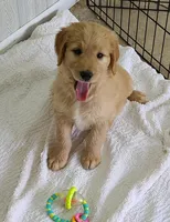 Sabastian F1, a male Goldendoodle for sale in Alma, MI – Photo 2 of 4