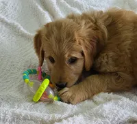 Sabastian F1, a male Goldendoodle for sale in Alma, MI – Photo 4 of 4