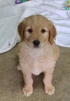 Sabastian F1, a male Goldendoodle for sale in Alma, MI – Photo 3 of 4