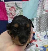Akc LH miniature boy " Max", a male Miniature Dachshund for sale in Alma, MI – 3 of 6