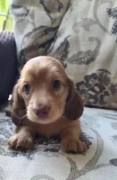 Sabastian AKC Mini longhair, a male Dachshund for sale in Alma, MI – Photo 3 of 7