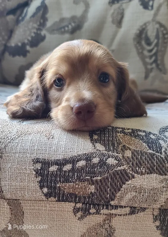 Sabastian AKC Mini longhair