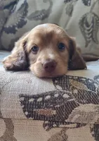 Sabastian AKC Mini longhair, a male Dachshund for sale in Alma, MI – Photo 1 of 7