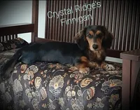 Sabastian AKC Mini longhair, a male Dachshund for sale in Alma, MI – Photo 5 of 7