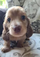 Sabastian AKC Mini longhair, a male Dachshund for sale in Alma, MI – Photo 2 of 7