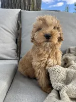 Birthday Cake, a male Miniature Goldendoodle for sale in Sterling, IL – 7 of 8