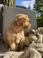 Birthday Cake, a male Miniature Goldendoodle for sale in Sterling, IL – 3 of 8