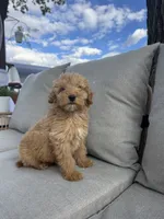 Birthday Cake, a male Miniature Goldendoodle for sale in Sterling, IL – 6 of 8