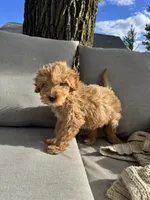 Birthday Cake, a male Miniature Goldendoodle for sale in Sterling, IL – 4 of 8