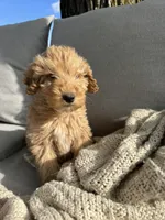 Birthday Cake, a male Miniature Goldendoodle for sale in Sterling, IL – 2 of 8