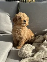 Birthday Cake, a male Miniature Goldendoodle for sale in Sterling, IL – 5 of 8