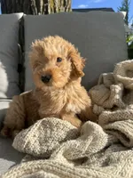 Birthday Cake, a male Miniature Goldendoodle for sale in Sterling, IL – 8 of 8