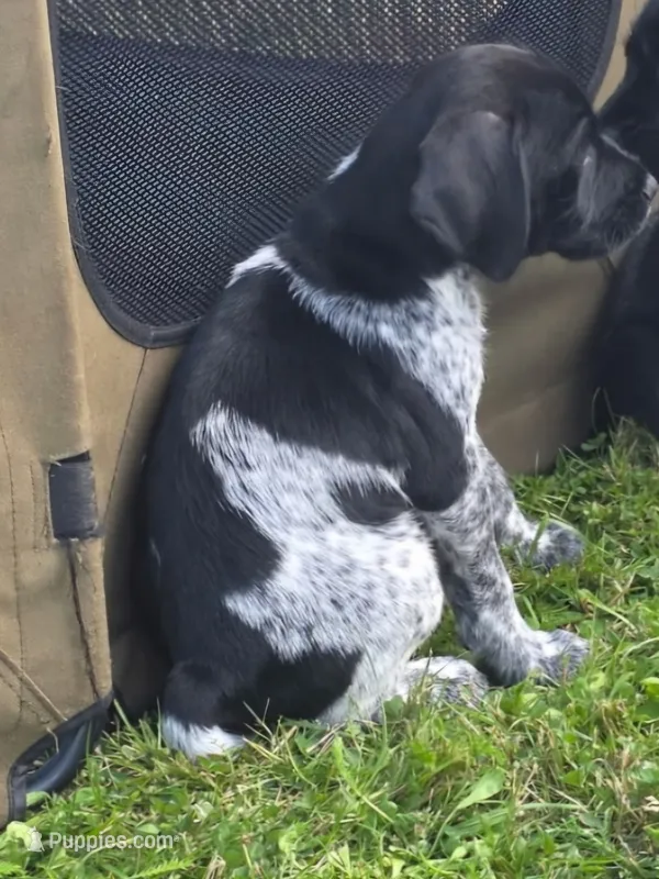 Blue – Miniature Schnauzer, Pointer puppy for sale in Pe Ell, WA