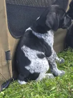 Blue, a male Miniature Schnauzer and Pointer for sale in Pe Ell, WA – 1 of 2