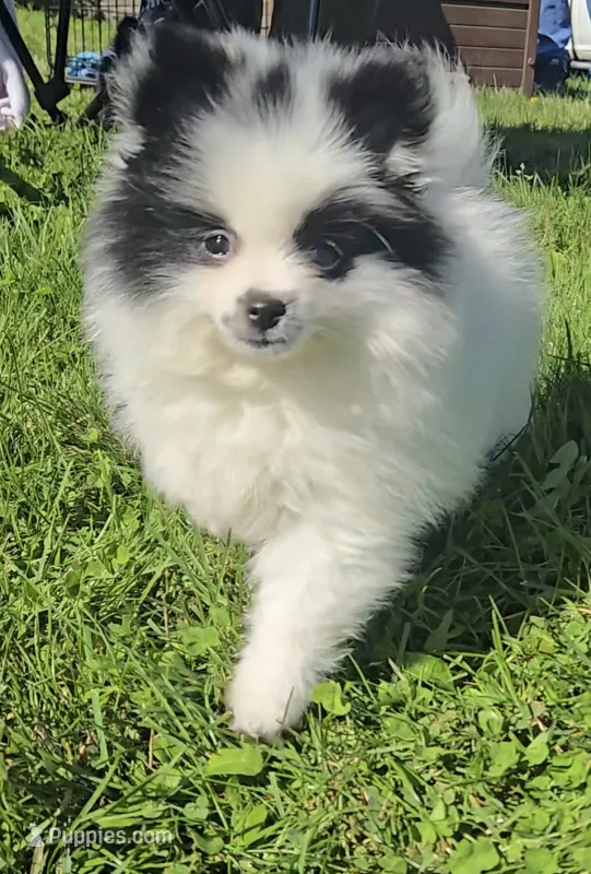 Panda – Pomeranian puppy for sale in Pe Ell, WA