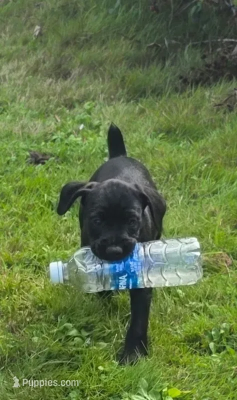 Girl1 – Miniature Schnauzer, Pointer puppy for sale in Pe Ell, WA