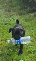 Girl1, a female Miniature Schnauzer and Pointer for sale in Pe Ell, WA – 1 of 1