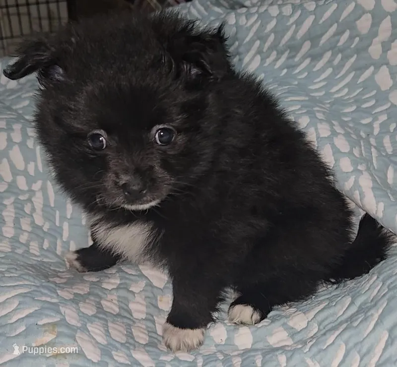 Pomeranian female  – Pomeranian puppy for sale in Pe Ell, WA