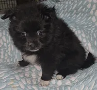 Pomeranian female , a female Pomeranian for sale in Pe Ell, WA – Photo 1 of 2