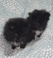 Pomeranian female , a female Pomeranian for sale in Pe Ell, WA – Photo 4 of 4