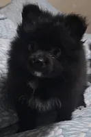 Pomeranian female , a female Pomeranian for sale in Pe Ell, WA – Photo 3 of 4