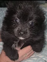 Pomeranian female , a female Pomeranian for sale in Pe Ell, WA – Photo 2 of 2