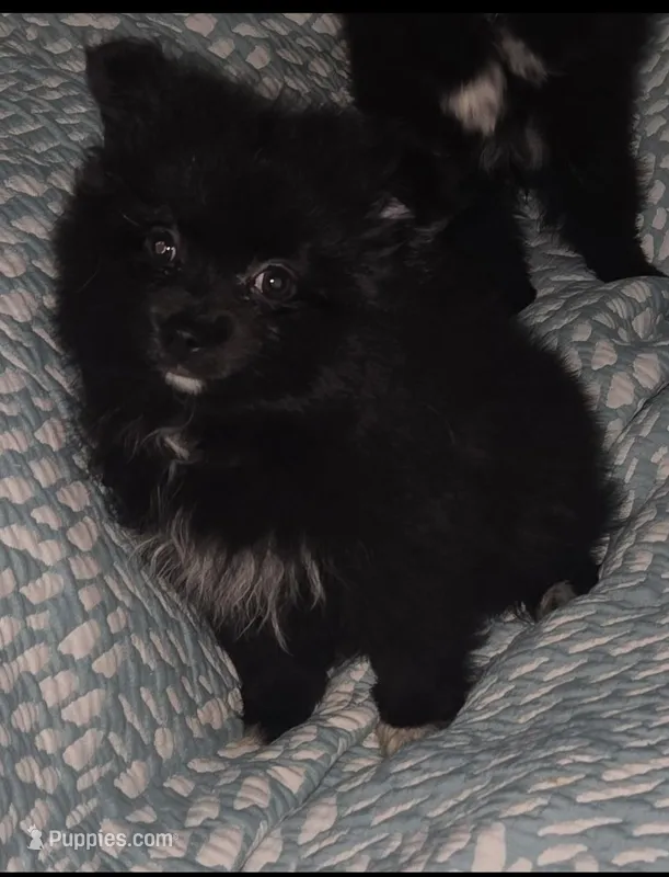 Pomeranian female  – Pomeranian puppy for sale in Pe Ell, WA
