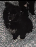 Pomeranian female , a female Pomeranian for sale in Pe Ell, WA – Photo 1 of 4