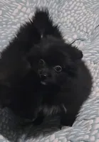 Pomeranian female , a female Pomeranian for sale in Pe Ell, WA – Photo 2 of 4