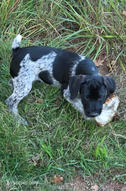 Blue – Miniature Schnauzer, Pointer puppy for sale in Pe Ell, WA
