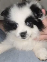Panda, a female Pomeranian for sale in Pe Ell, WA – 4 of 4