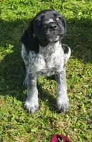 Blue, a male Miniature Schnauzer and Pointer for sale in Pe Ell, WA – 2 of 2