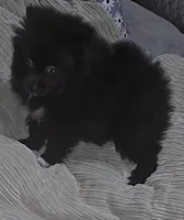 Pomeranian , a female Pomeranian for sale in Pe Ell, WA – Photo 4 of 6