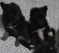 Pomeranian , a female Pomeranian for sale in Pe Ell, WA – Photo 3 of 4
