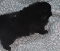 Pomeranian , a female Pomeranian for sale in Pe Ell, WA – Photo 2 of 6