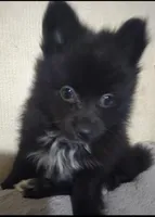 Pomeranian , a female Pomeranian for sale in Pe Ell, WA – Photo 3 of 6